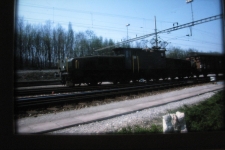 Muttenz 1976, Krokodil